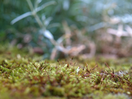 Autumn Mossの写真素材