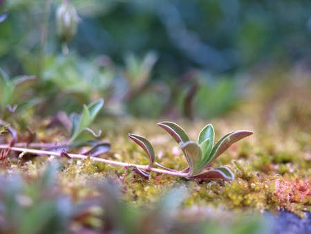 Autumn Mossの写真素材