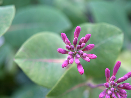 Beautiful Blossomの写真素材