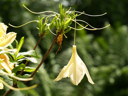 Beautiful Plantの写真素材
