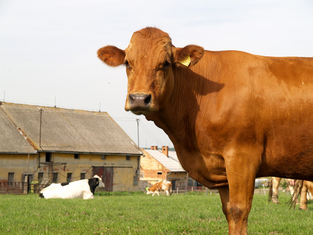 In front of Cow Houseの写真素材