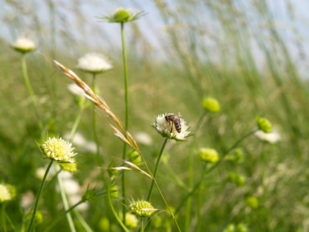 Summer Bee Meadowの写真素材