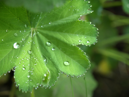 Green Leaf with Rain Dropの写真素材