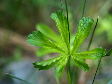 Green leaf detailの写真素材