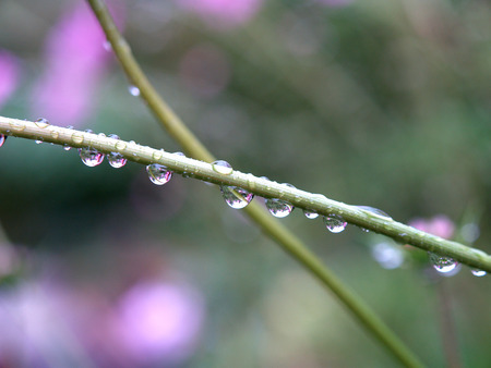 Grass with water dropsの写真素材