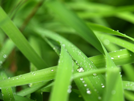 Green grass with water dropsの写真素材