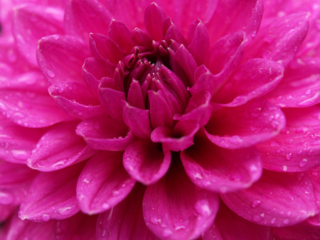 Pink Blossomの写真素材