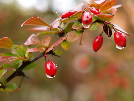 Autumn Bush with Rain Dropsの写真素材
