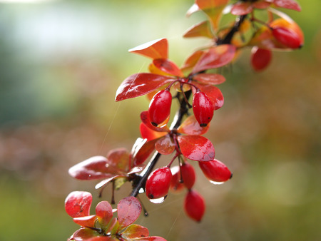 Autumn Bush with Rain Dropsの写真素材
