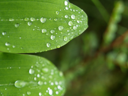 Green leaves with water dropsの写真素材