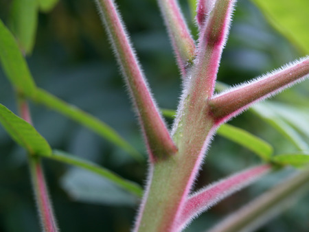 Stem Detailの写真素材