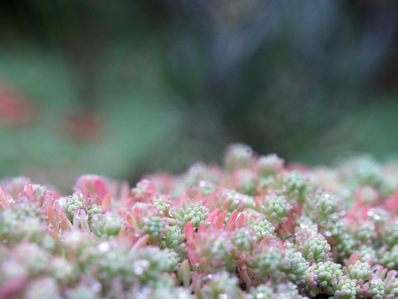 Rock Plantの写真素材