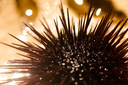Detail of sea urchinの写真素材