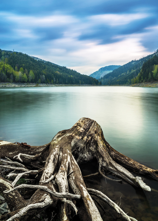 Roots in waterの写真素材