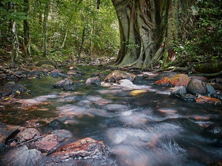 River in forest