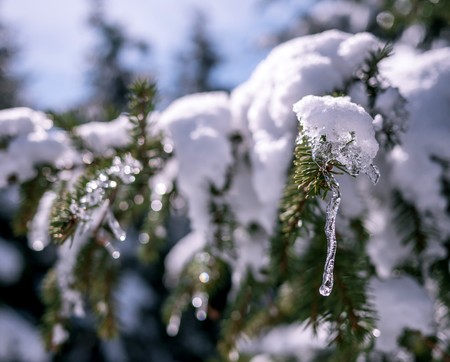 Small icicles on green twig with snow