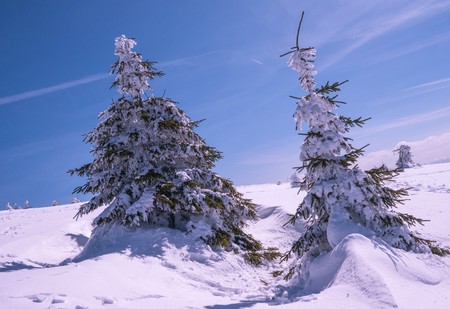 Frozen trees with ice on winter mountain peak