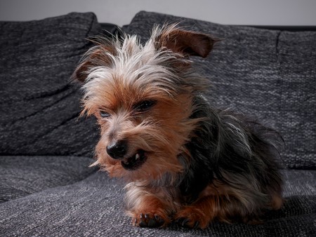 Little cute dog on the seat and baring teeth