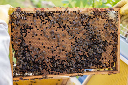 Czech beekeeper holding a honeycomb full of bees. The beekeeper inspects the honeycomb frame in the...