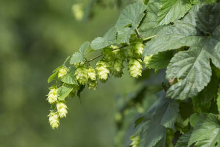 detail of hop cones in the hop field, SAAZ HOPSの写真素材