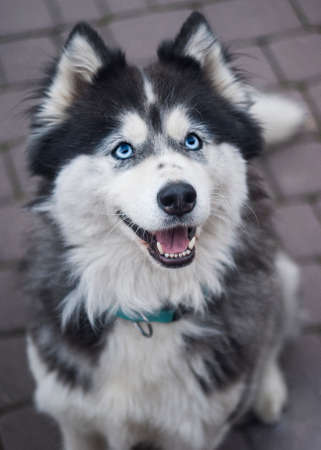 Happy husky with blue eyesの写真素材