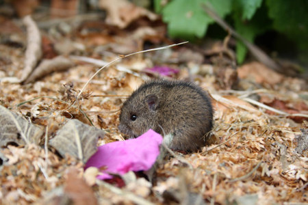 mouseの写真素材