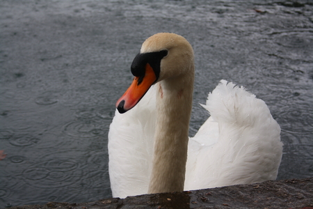 swansの写真素材