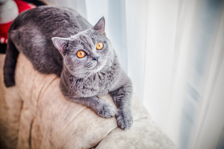 grey cat, scottish, yellow eyesの写真素材