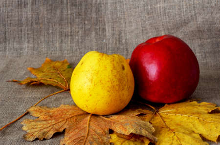 Still life. Yellow and red apples on autumn leave on a vintage canvas background