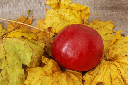 Still life. Yellow and red apples on autumn leave on a vintage canvas backgroundの写真素材