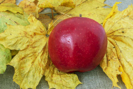 Still life. Yellow and red apples on autumn leave on a vintage canvas backgroundの写真素材