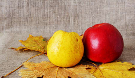Still life. Yellow and red apples on autumn leave on a vintage canvas backgroundの写真素材