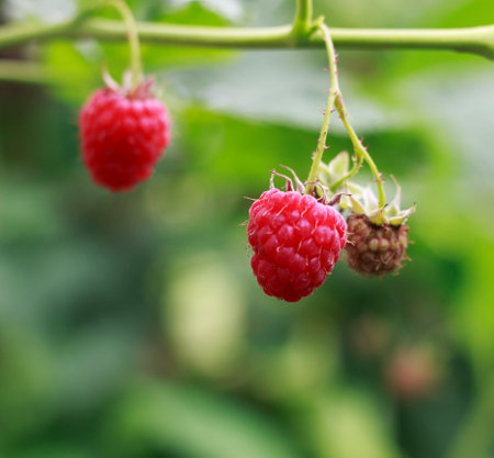 Ripe raspberry berries on a branch with leaves on a blurred backgroundの写真素材