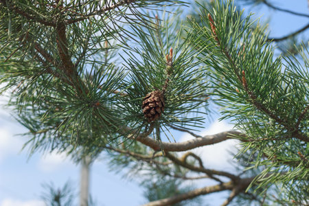 Pine branch with cones illuminated by the sun against the skyの写真素材