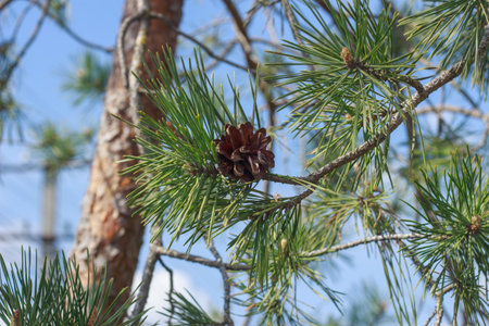 Pine branch with cones illuminated by the sun against the skyの写真素材