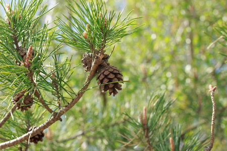 Pine branch with cones illuminated by the sun against the skyの写真素材