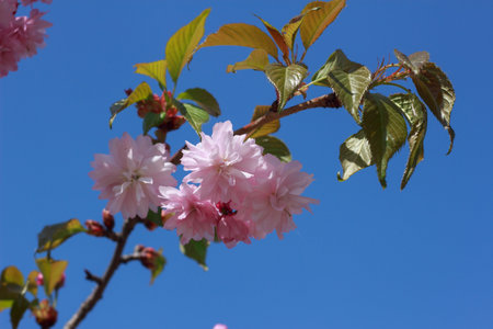 Beautiful clusters of fluffy pink double cherry blossoms bloom against a clear, bright blue sky.の写真素材