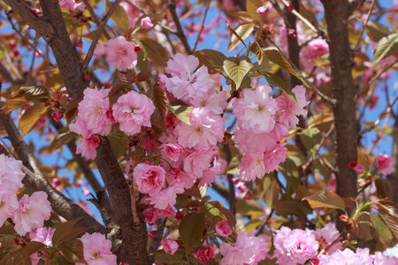 Beautiful, full double pink cherry blossoms in full bloom on a sunny spring day.の写真素材