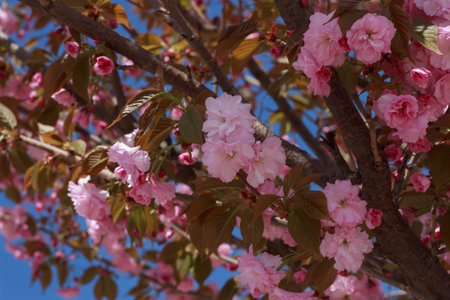 Beautiful, full double pink cherry blossoms in full bloom on a sunny spring day.の写真素材