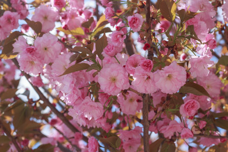 Beautiful, full double pink cherry blossoms in full bloom on a sunny spring day.の写真素材
