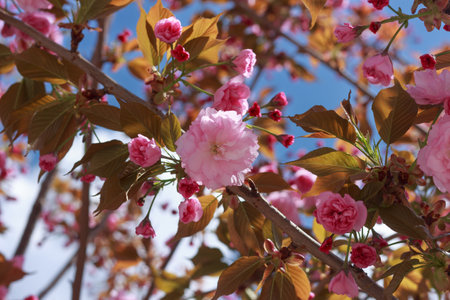 Beautiful, full double pink cherry blossoms in full bloom on a sunny spring day.の写真素材