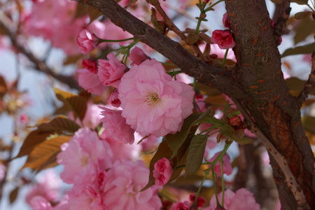 Beautiful, full double pink cherry blossoms in full bloom on a sunny spring day.の写真素材