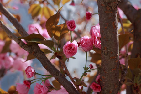 Beautiful, full double pink cherry blossoms in full bloom on a sunny spring day.の写真素材