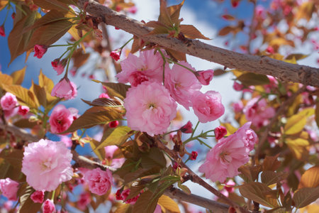 Beautiful, full double pink cherry blossoms in full bloom on a sunny spring day.の写真素材