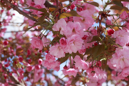 Beautiful, full double pink cherry blossoms in full bloom on a sunny spring day.の写真素材