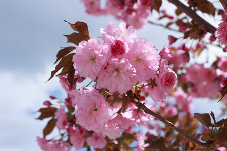 Beautiful, full double pink cherry blossoms in full bloom on a sunny spring day.の写真素材