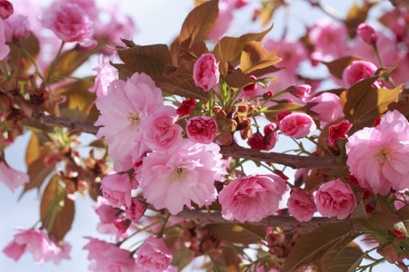 Beautiful, full double pink cherry blossoms in full bloom on a sunny spring day.の写真素材
