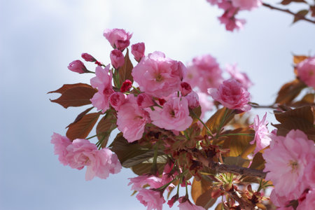 Beautiful, full double pink cherry blossoms in full bloom on a sunny spring day.の写真素材