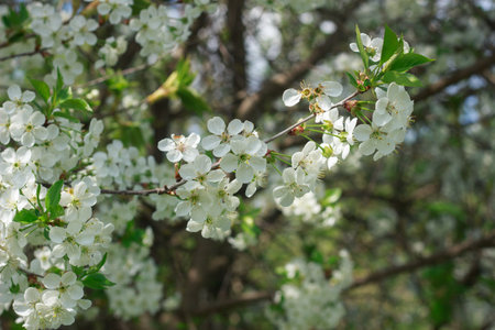 Masses of delicate white cherry blossoms cover the branches of a tree, contrasting beautifully with...