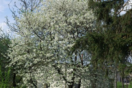 Masses of delicate white cherry blossoms cover the branches of a tree, contrasting beautifully with the soft blue sky visible in the background.の写真素材